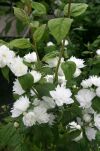 JAŚMINOWIEC SNOWBELLE BIAŁE KWIATY
www.sklep.szkolka.radom.pl
szkółka Rado