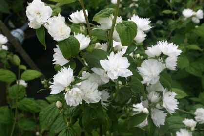 Jaśminowiec "Snowbelle" (Philadelphus)