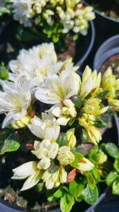 Azalia Japońska "Luzi" (Azalea Japanese)