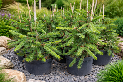 Świerk Pospolity "Inversa" (Picea Abies)