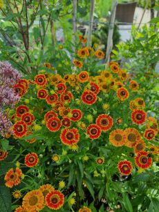 Dzielżan "Mariachi™ Fuego" ( Helenium )