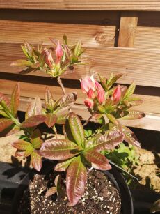 Azalia wielkokwiatowa "Canon’s Double" (Azalea Rhododendron Mollis)