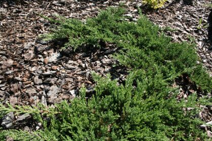 Jałowiec Płożący "Prince of Wales" (Juniperus Horizontalis)