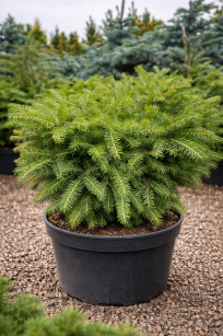 Świerk Pospolity "Nidiformis" (Picea Abies)