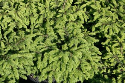Świerk Pospolity "Nidiformis" (Picea Abies)