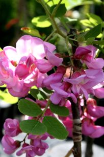 Robinia szczeciniasta "Macrophylla" (Robinia hispida)