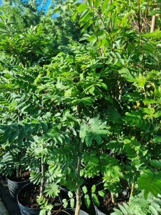 Jarząb Pospolity "Fastigiata" (Sorbus Aucuparia)