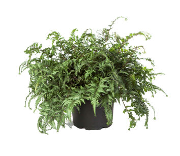 Wietlica japońska "Apple Court" (Athyrium niponicum)