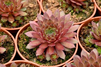 Rojnik Draco (Sempervivum hybridum)