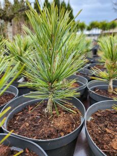 Sosna Giętka "Vanderwolf's Pyramid" (Pinus Flexilis)