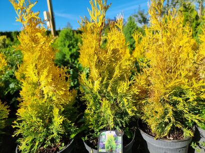 Żywotnik Zachodni "Sunny Smaragd" (Thuja Occ.)