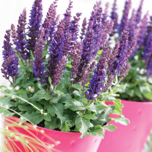 Szałwia Wspaniała "Sensation Compact Violet"  (Salvia Nemorosa)