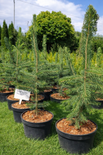 Świerk Kłujący "Royal Blue" (Picea Pungens)