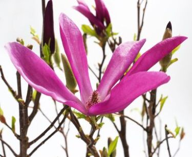 Magnolia "Susan" (Magnolia)