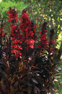 Lobelia okazała "Starship Scarlet Bronze Leaved" (Lobelia speciosa)