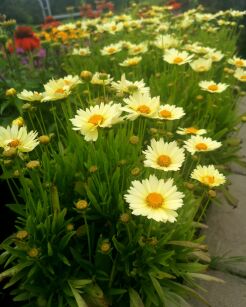Nachyłek Wielkokwiatowy Up Tick "Cream" (Coreopsis Grandiflora)