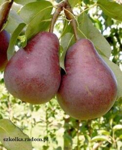 Grusza „Red Faworytka” - goły korzeń (Pyrus)