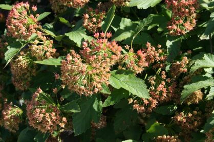 Pęcherznica Kalinolistna "Luteus" (Physocarpus Opulifolius)