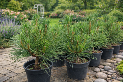 Sosna Czarna "Spielberg" (Pinus Nigra)