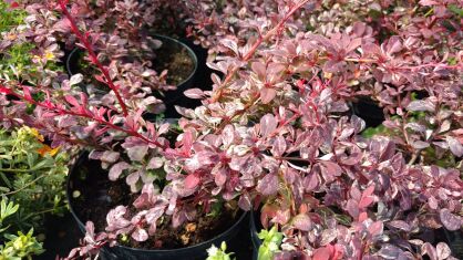 Berberys Thunberga "Pink Attraction" (Berberis Thunbergii)