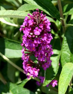 Budleja Dawida "Royal Red" (Buddleja Davidii)