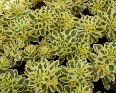 Rozchodnik  "Atlantis" (Sedum)