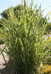 Miskant Chiński " Zebrinus " ( Miscanthus Sinensis )