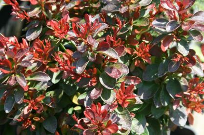 Berberys Thunberga "Bagatelle" (Berberis Thunbergii)
