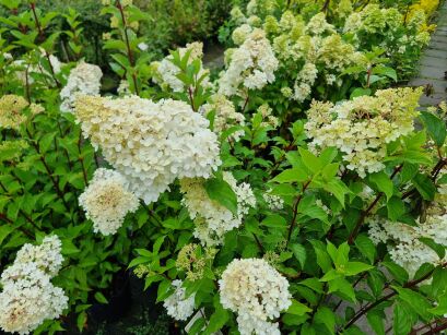 Hortensja Wiechowata "Silver Dollar" (Hydrangea Paniculata)