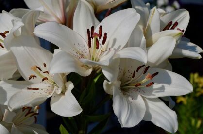 Lilia tygrysia "White Tiger" (Lilium lancifolium)