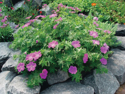 Bodziszek Czerwony "Vision Violet" (Geranium Sanguineum)