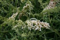BUDLEJA WHITE PROFUSION BIAŁA, 
www.sklep.szkolka.radom.pl
SZKÓŁKA RADOM