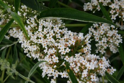 Budleja Dawida "White Profusion" (Buddleja Davidii)