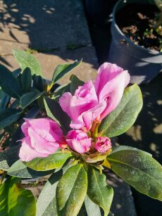 Różanecznik "Lugano" (Rhododendron)