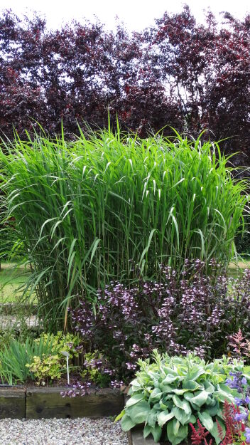 Miskant Olbrzymi  (Miscanthus Giganteus)