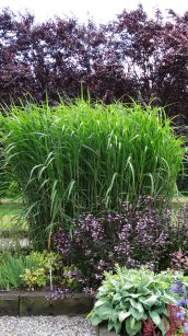 Miskant Olbrzymi  (Miscanthus Giganteus)