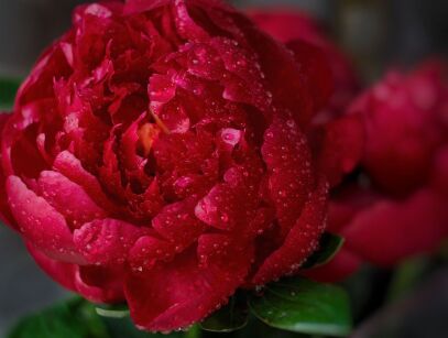 Piwonia Chińska "Buckeye Belle" (Paeonia)