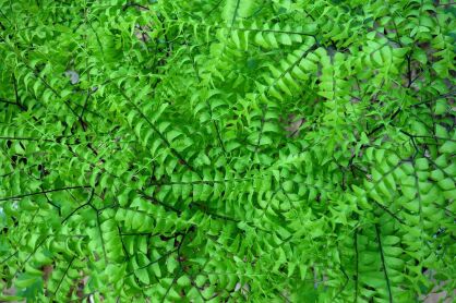 Adiantum stopowate (Adiantum pedatum)