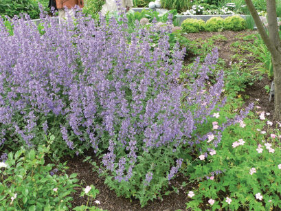 Kocimiętka Fassena "Walker`s Low" (Nepeta x Faassenii)