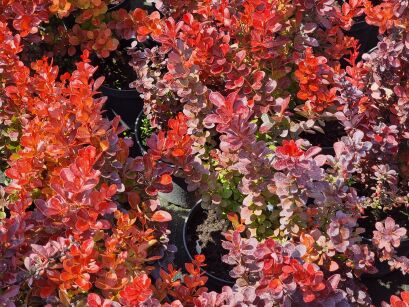 Berberys Thunberga "Vulcano" (Berberis thunbergii)