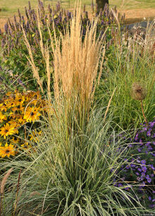 Trzcinnik Ostrokwiatowy „Overdam” (Calamagrostis x Acutiflora )