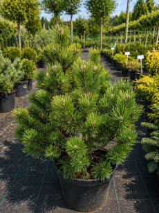 Sosna Górska "Mops" (Pinus Mugo )