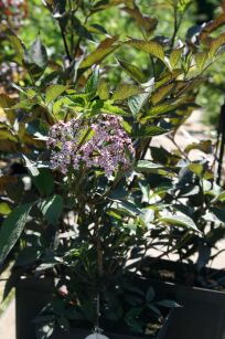 Bez Czarny "Black Beauty" (Sambucus Nigra)