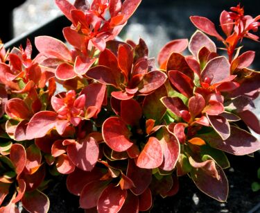 Berberys Thunberga "Admiration" (Berberis Thunbergii)