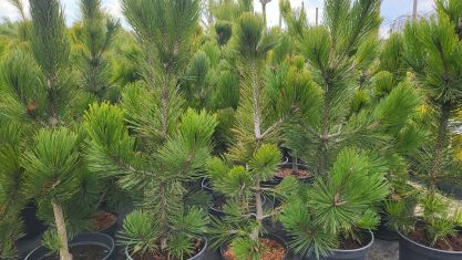 Sosna Bośniacka "Compact Gem" (Pinus Heldreichii)