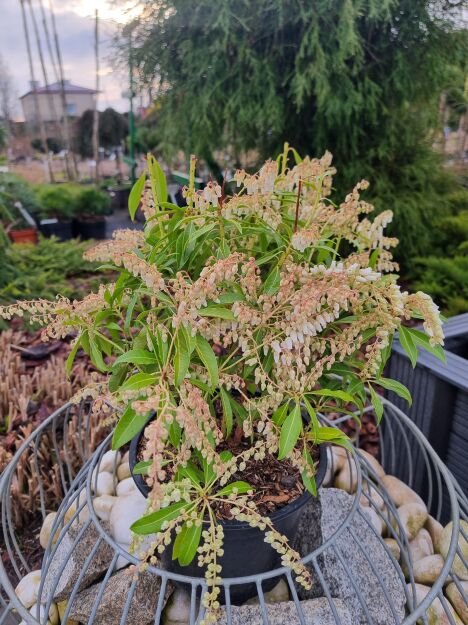 Pieris Japoński “Forest Flame” (Pieris Japonica)
