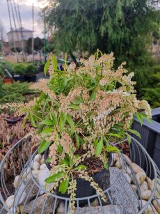 Pieris Japoński “Forest Flame” (Pieris Japonica)