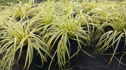 Turzyca Oszimska "Evergold” ( Carex Oshimensis )