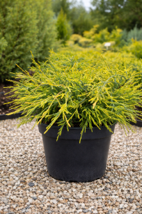 Cyprysik Groszkowy "Golden Mop" (Chamaecyparis Pisifera)