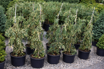 Cyprysik Nutkajski "Gloria Polonica" (Chamaecyparis nootkatensis)